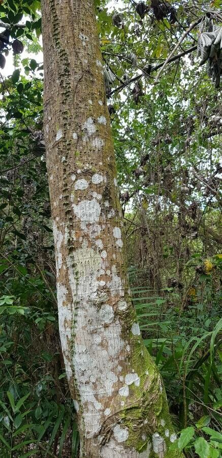 Cecropia schreberiana bark
