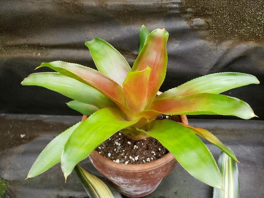 Neoregelia princeps habit