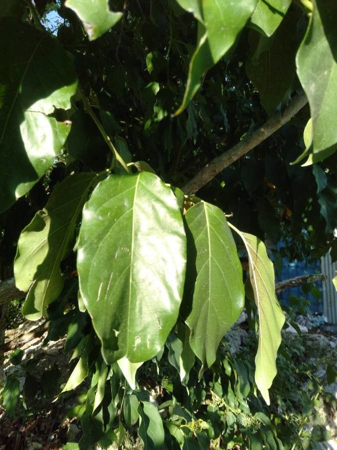 Ehretia philippinensis — search result for 'Ehretia'