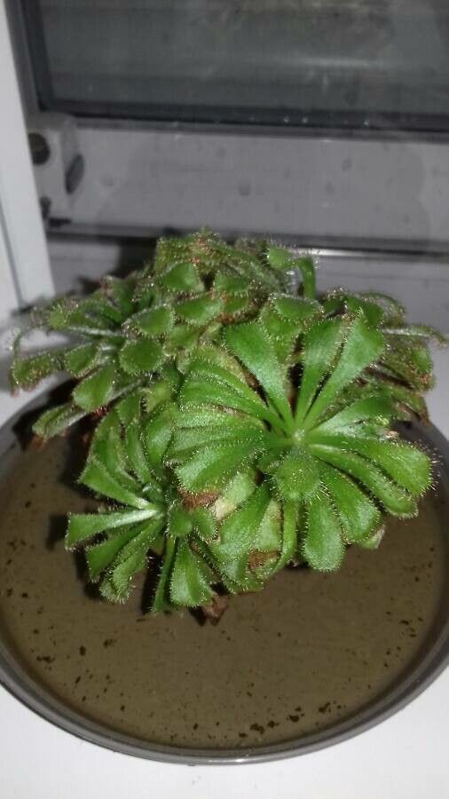 Drosera aliciae habit