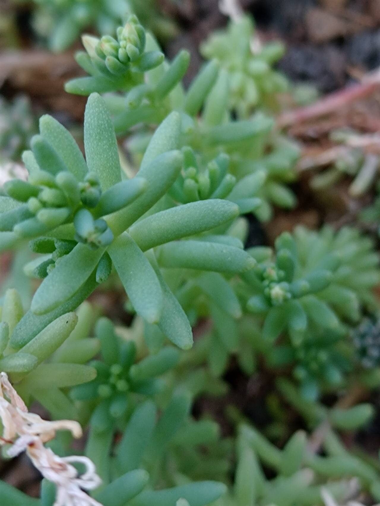 Sedum guadalajaranum — houseplant care guide