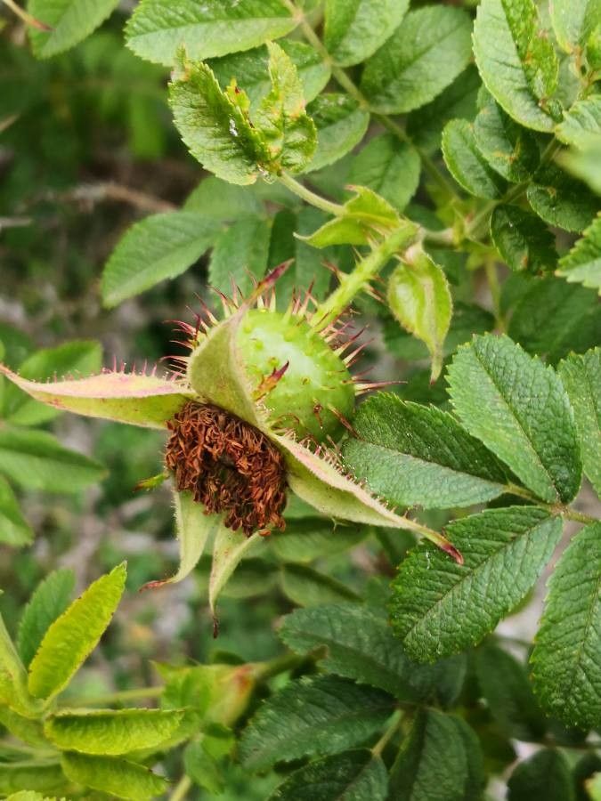Rosa roxburghii fruit