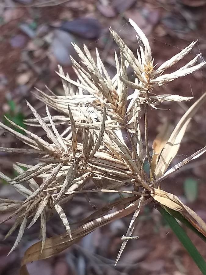 Cyperus amabilis flower