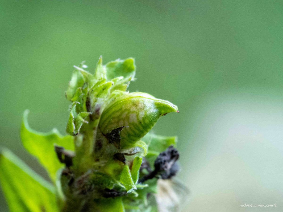 Melampyrum nemorosum fruit