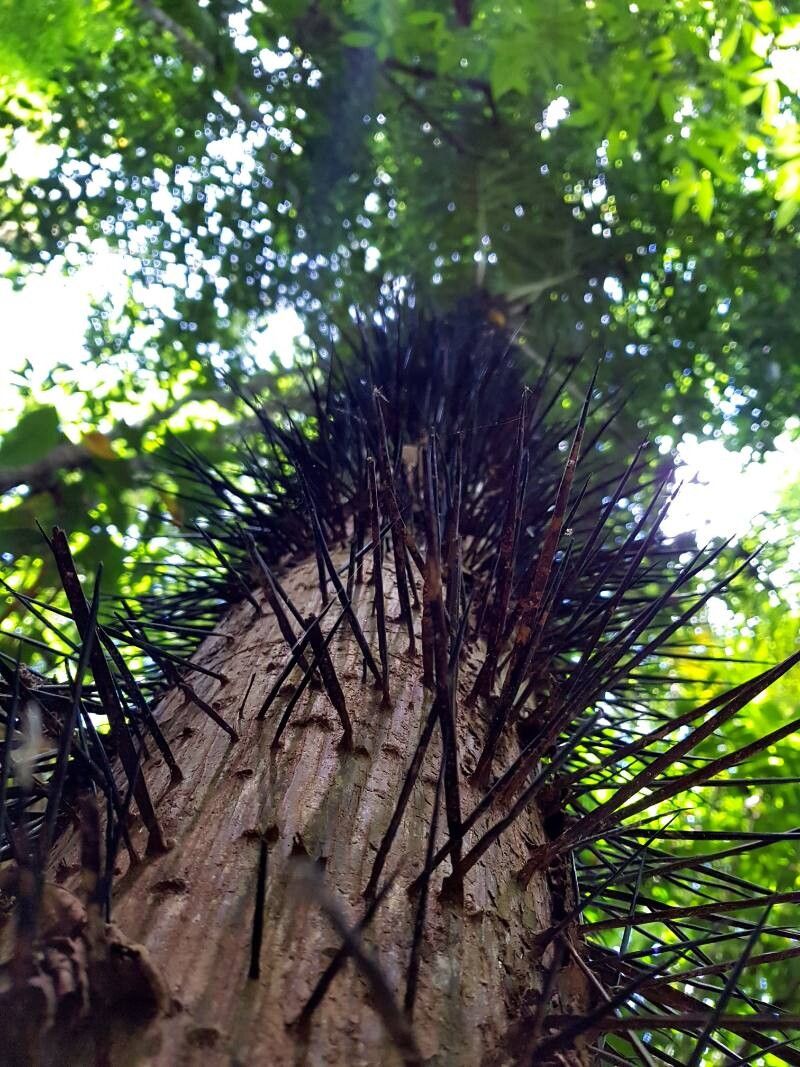 Astrocaryum confertum bark