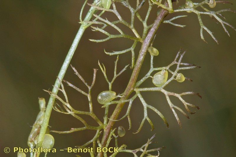 Utricularia ochroleuca — search result for 'Utricularia'