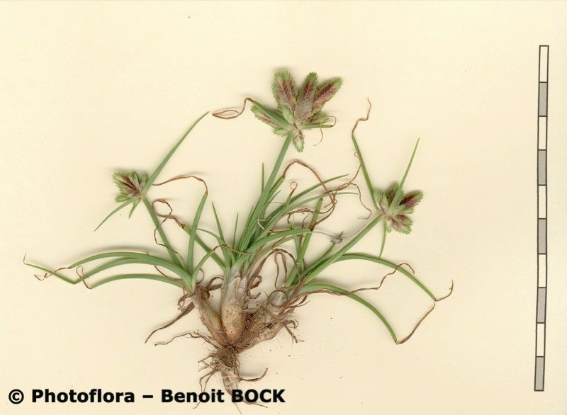 Cyperus teneriffae other