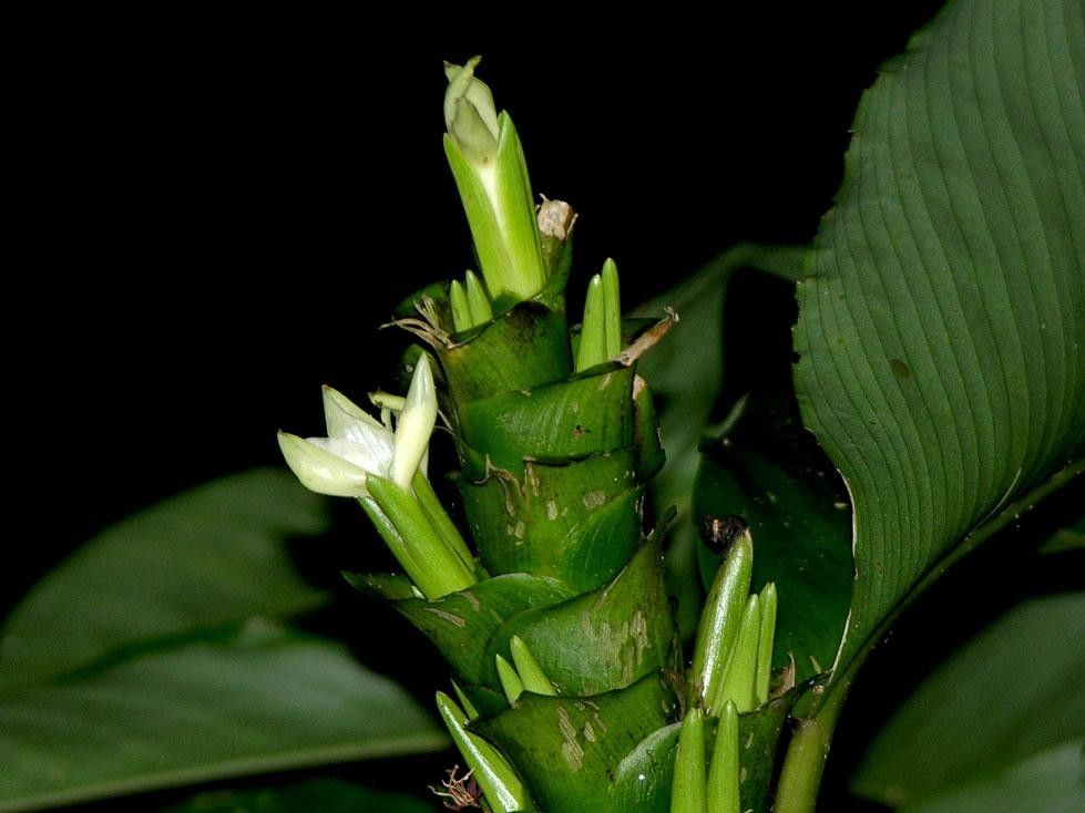Goeppertia venusta other