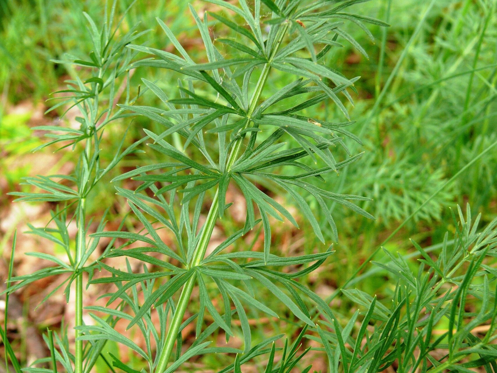 Peucedanum carvifolia — related species from the same genus