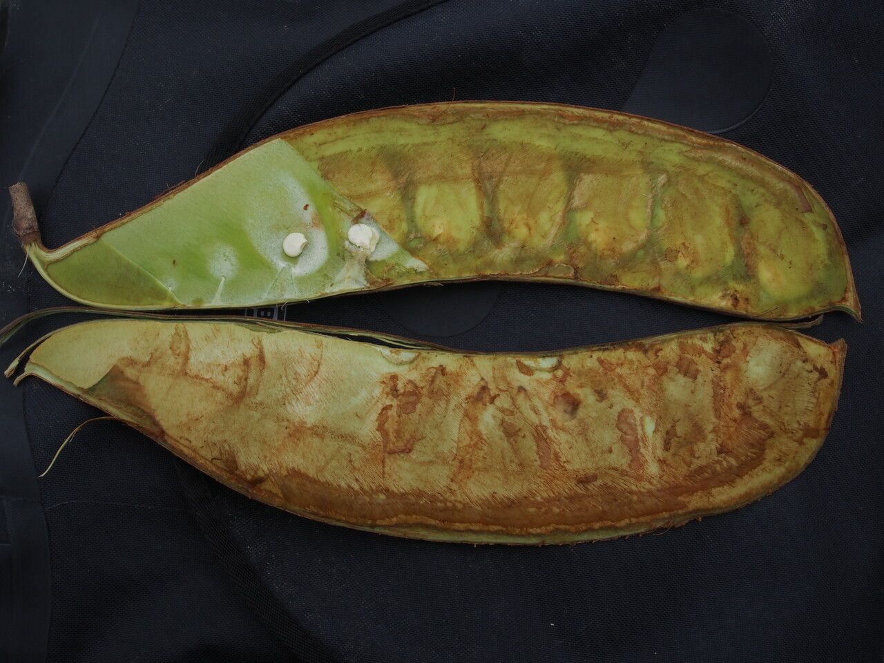 Phanera integrifolia fruit