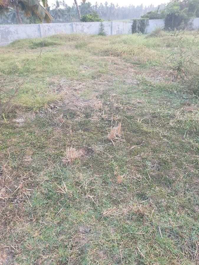 Merremia emarginata other