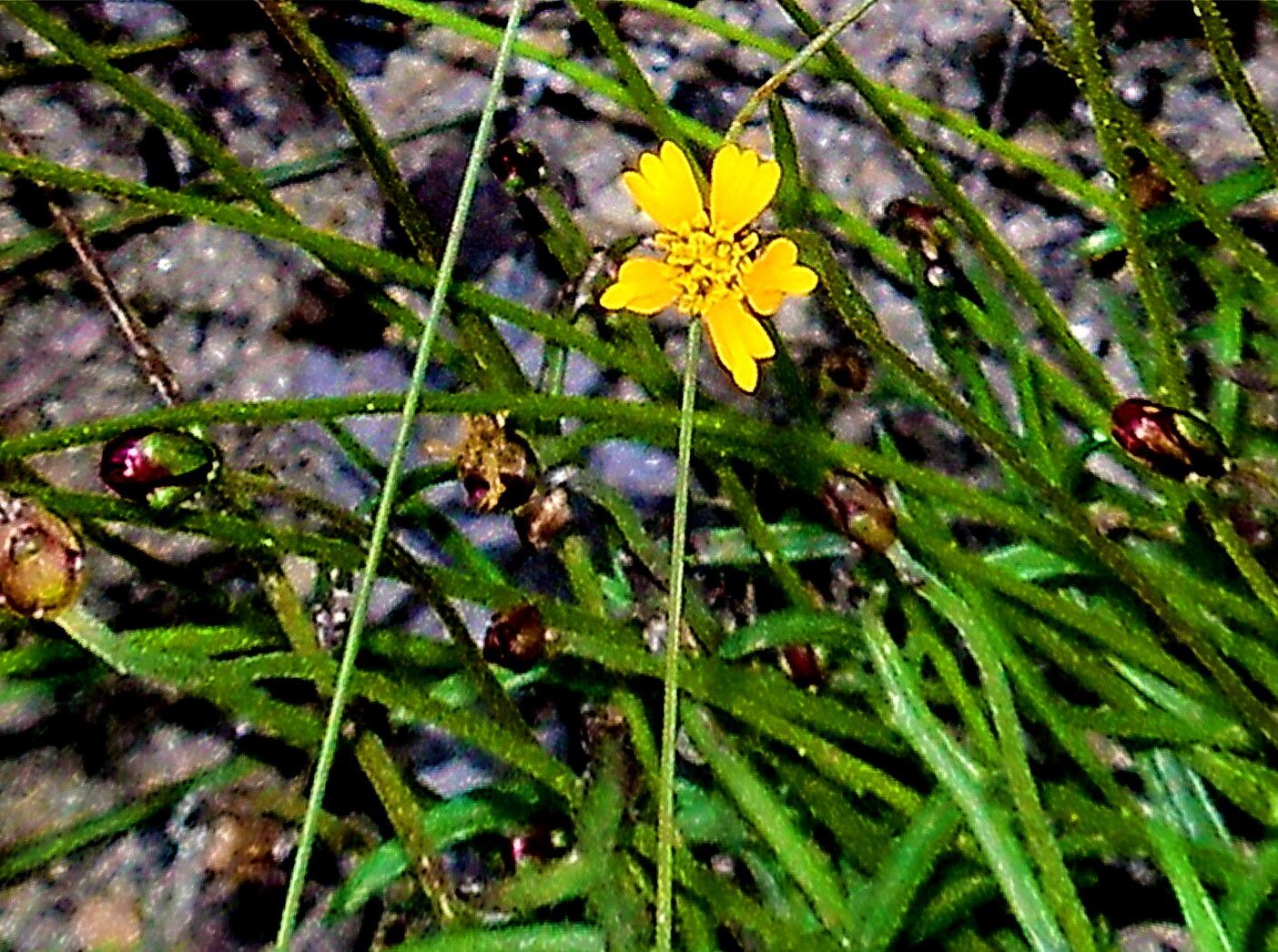 Tridax balbisioides — related species from the same genus