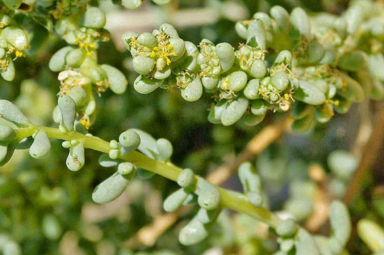 Salsola longifolia flower