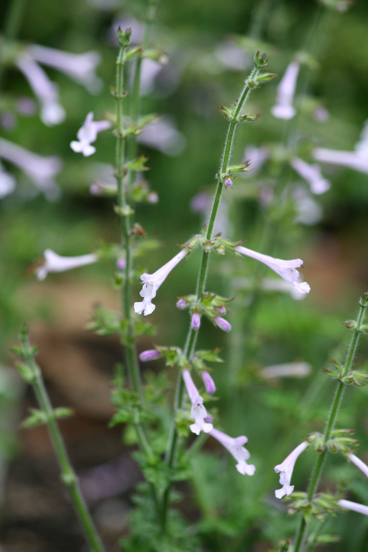 Salvia scabra flower