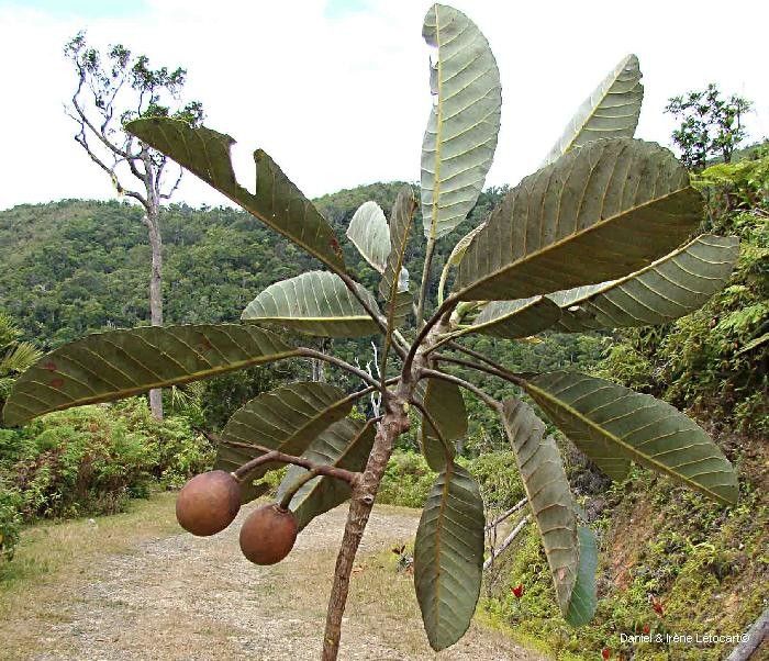 Elaeocarpus moratii — search result for 'Elaeocarpaceae'