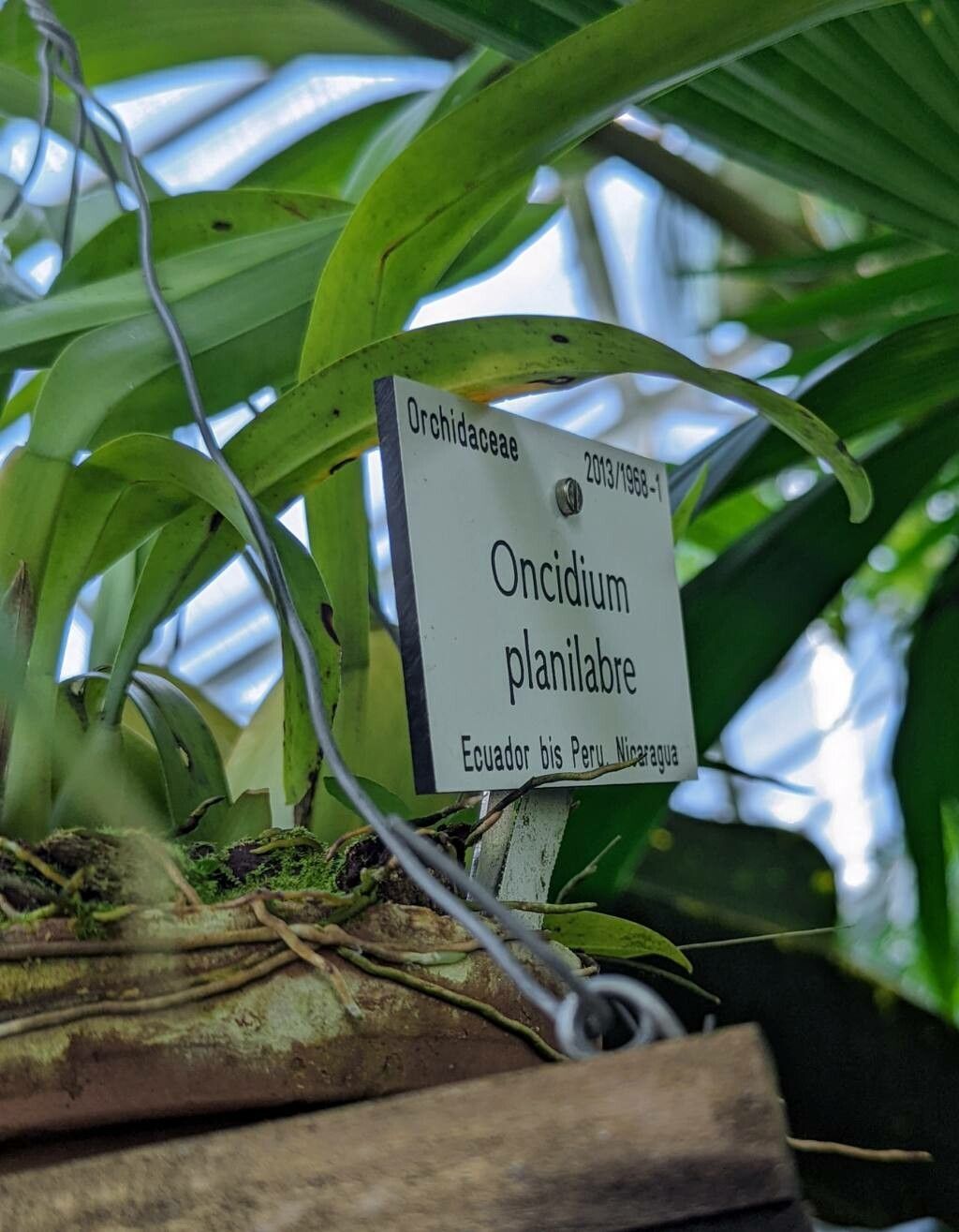 Oncidium planilabre leaf
