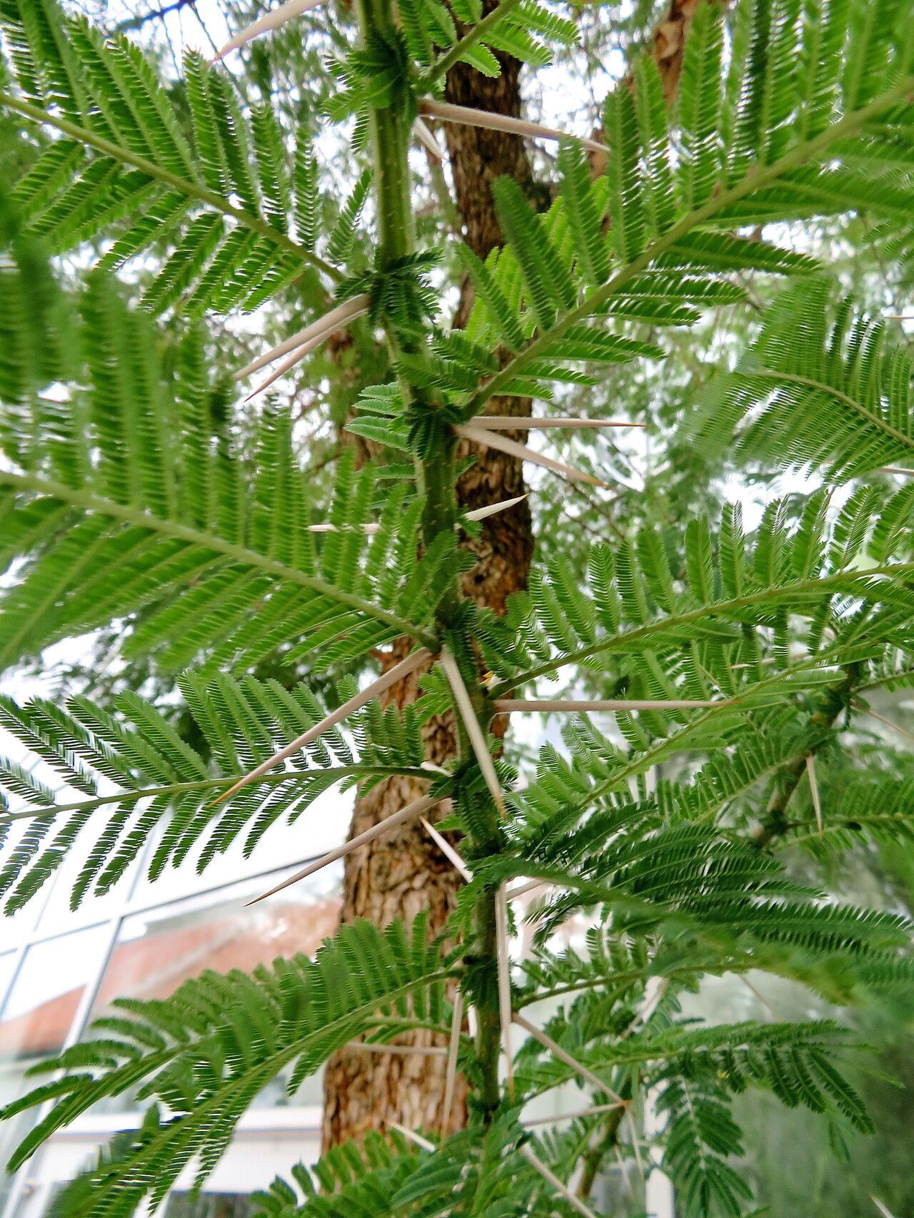 Vachellia abyssinica — related species from the same genus