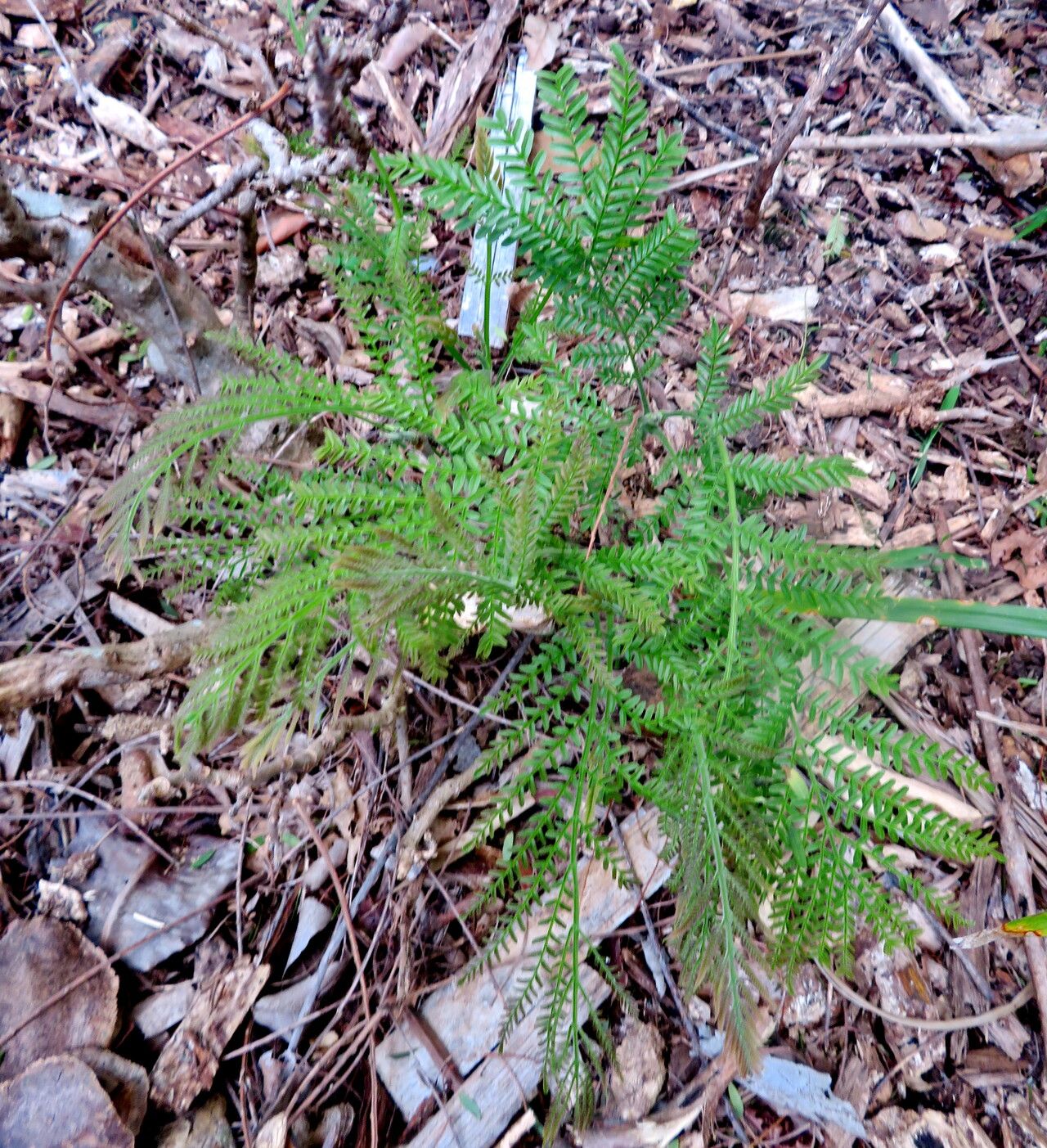 Jacaranda decurrens habit