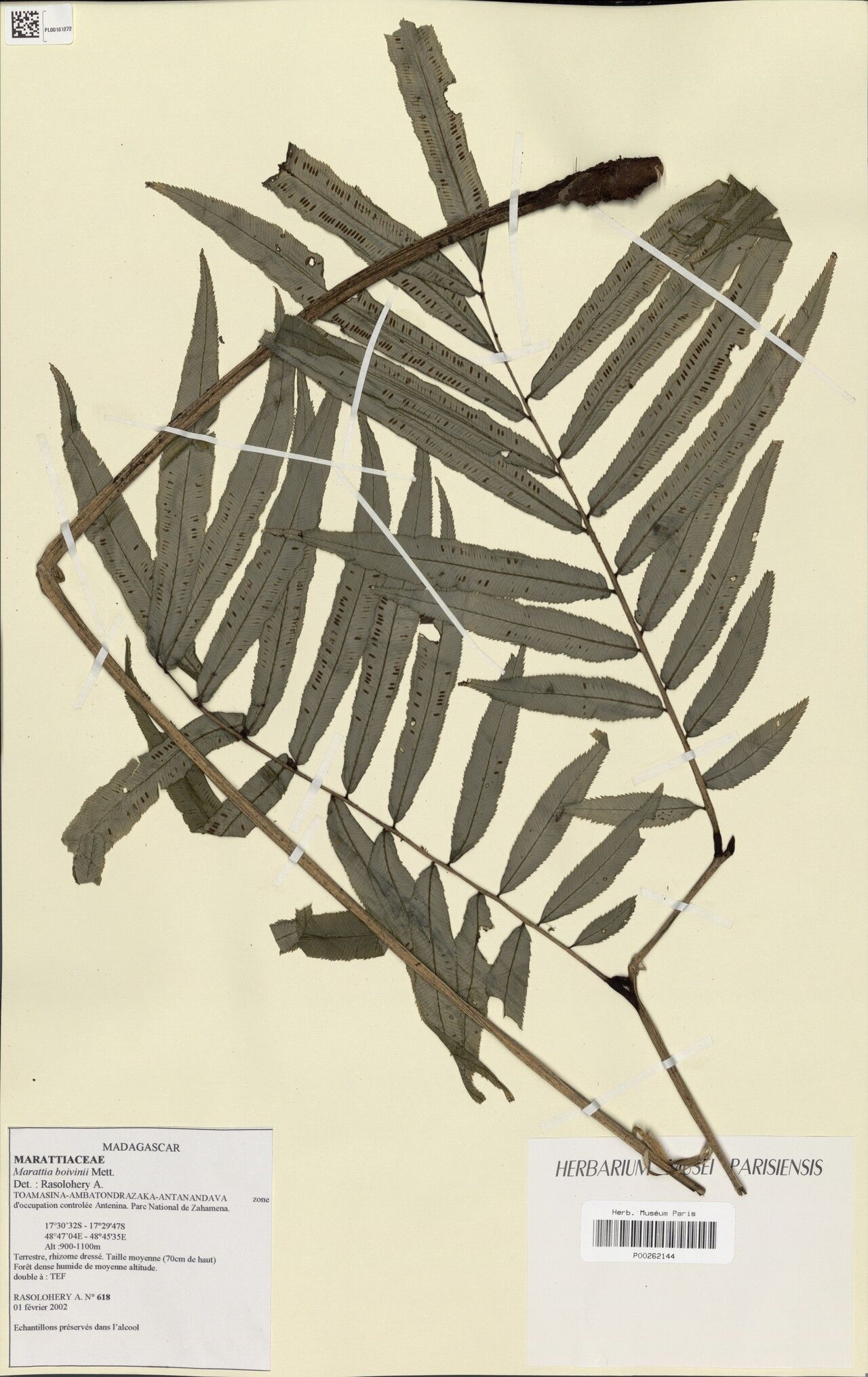 Ptisana boivinii — related species from the same genus