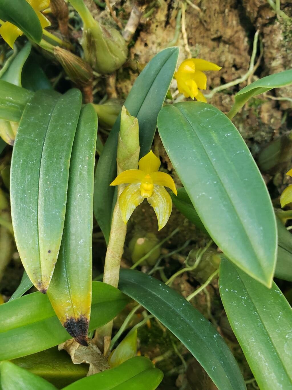 Bulbophyllum hamatipes flower