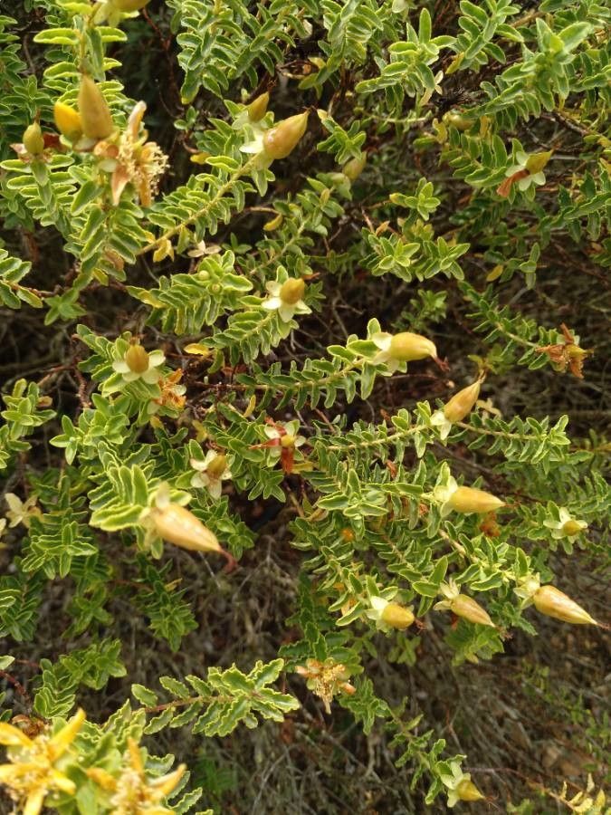 Hypericum balearicum fruit