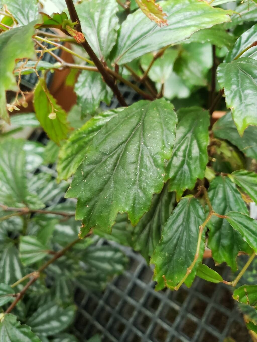 Begonia mabberleyana — houseplant care guide