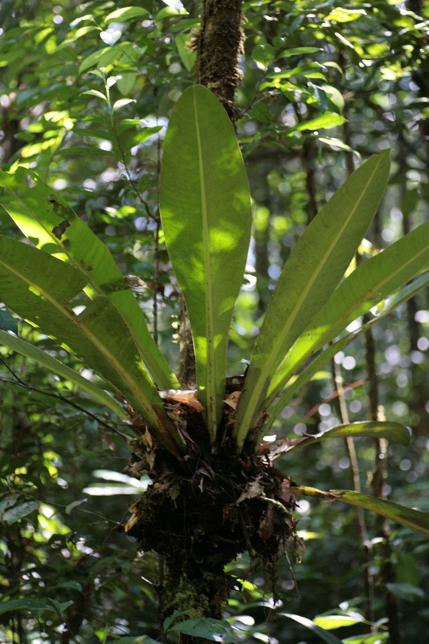 Philodendron linnaei