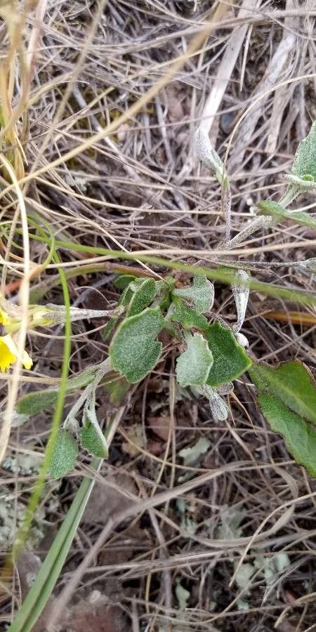 Goodenia pinnatifida — search result for 'Goodeniaceae'