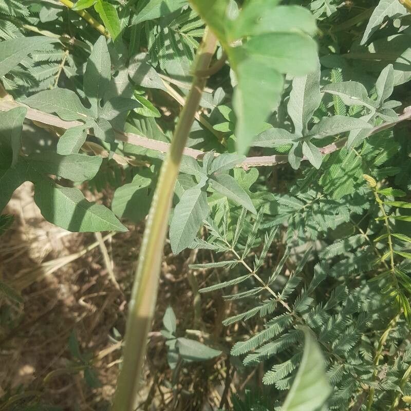 Merremia pterygocaulos bark