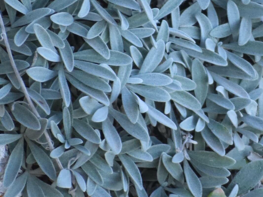 Helichrysum crassifolium leaf
