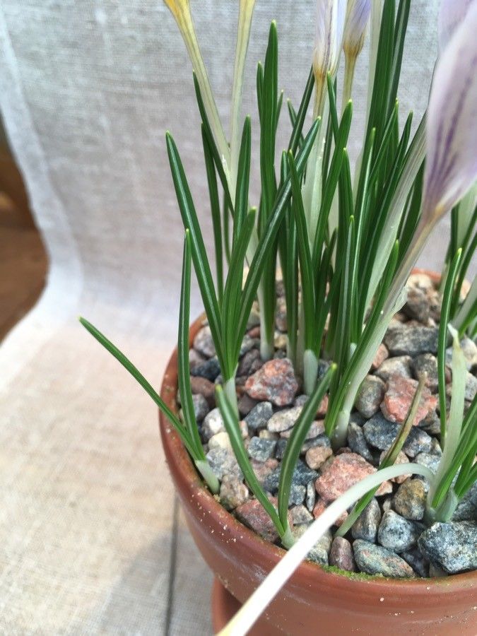 Crocus etruscus leaf