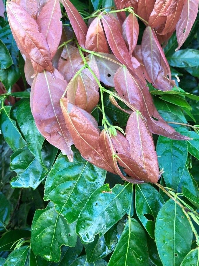 Inga marginata — search result for 'Inga'