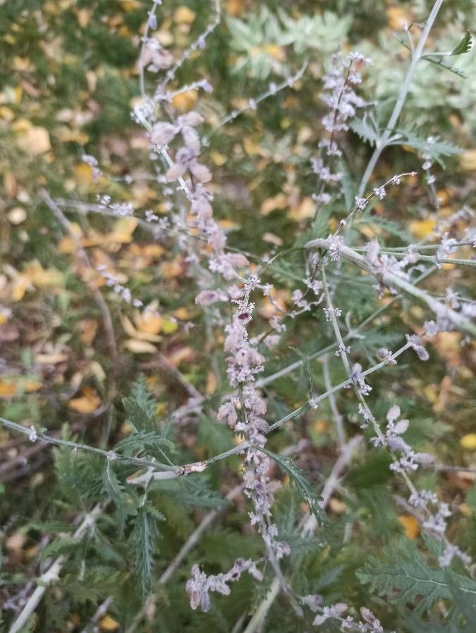 Perovskia atriplicifolia fruit