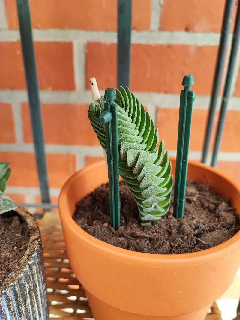 Crassula pyramidalis bark