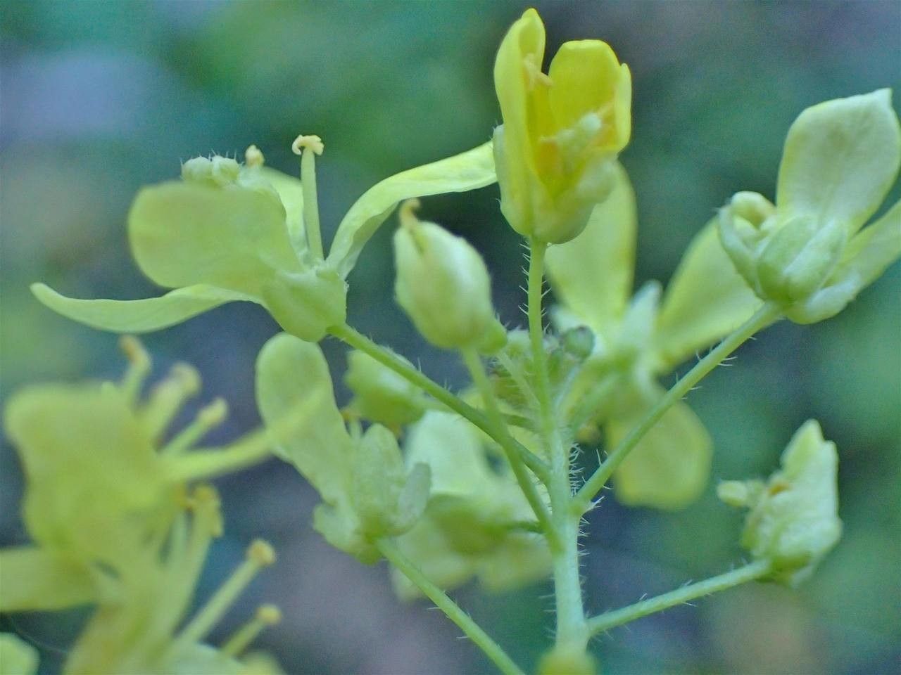 Biscutella flexuosa fruit