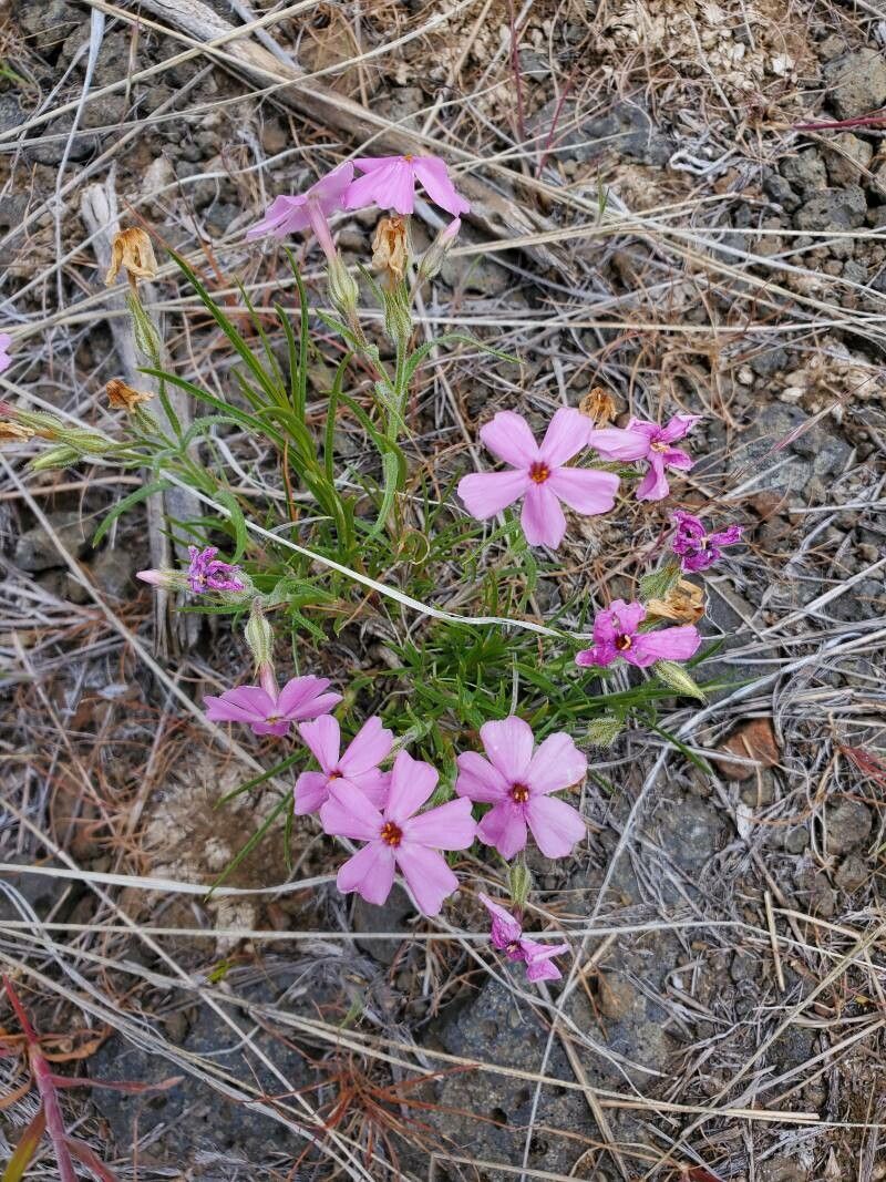Phlox aculeata flower