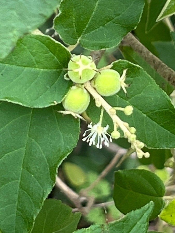 Croton ciliatoglandulifer fruit