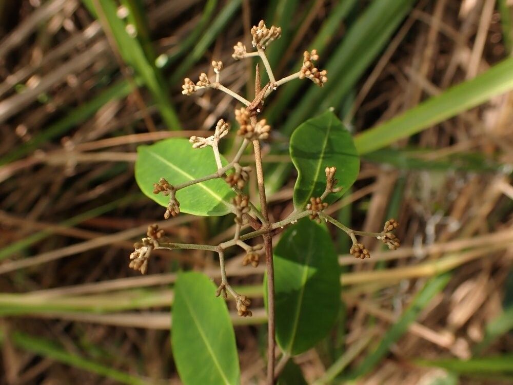 Secamone letouzeana — houseplant care guide