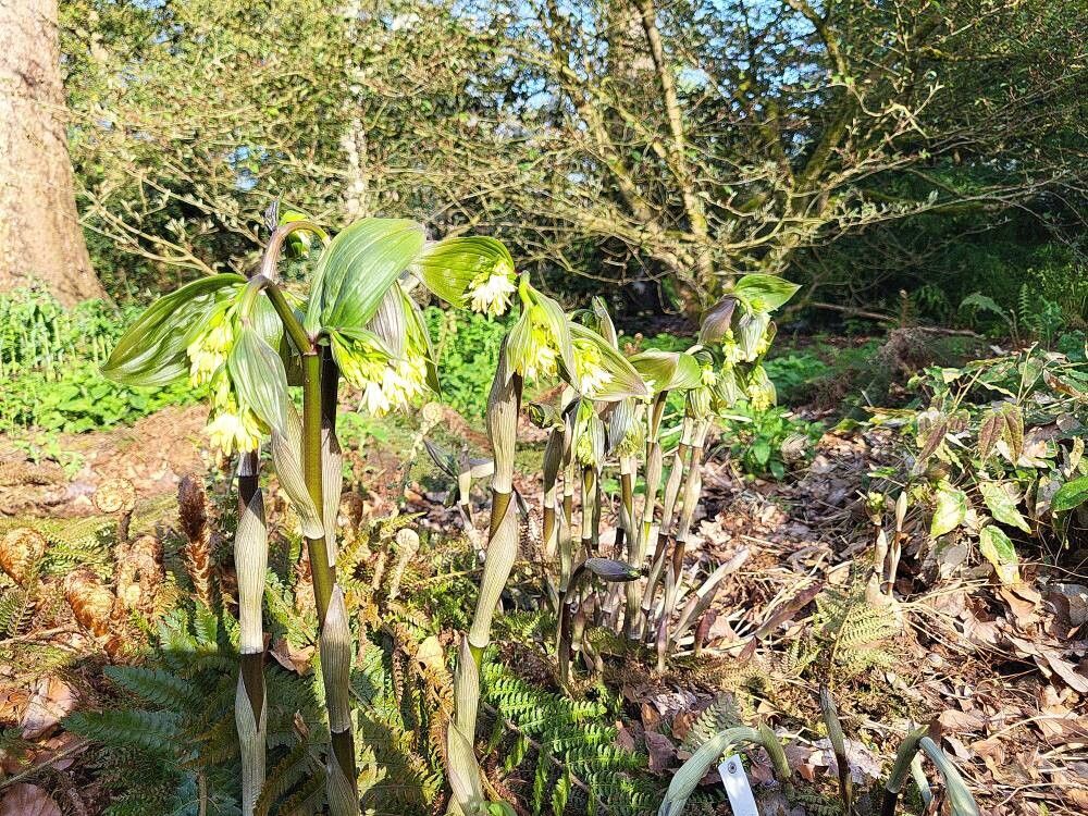 Disporum megalanthum — related species from the same genus