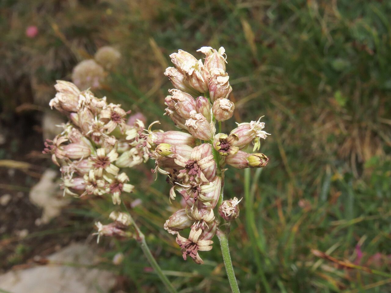 Silene roemeri flower