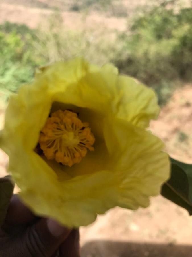 Thespesia garckeana flower