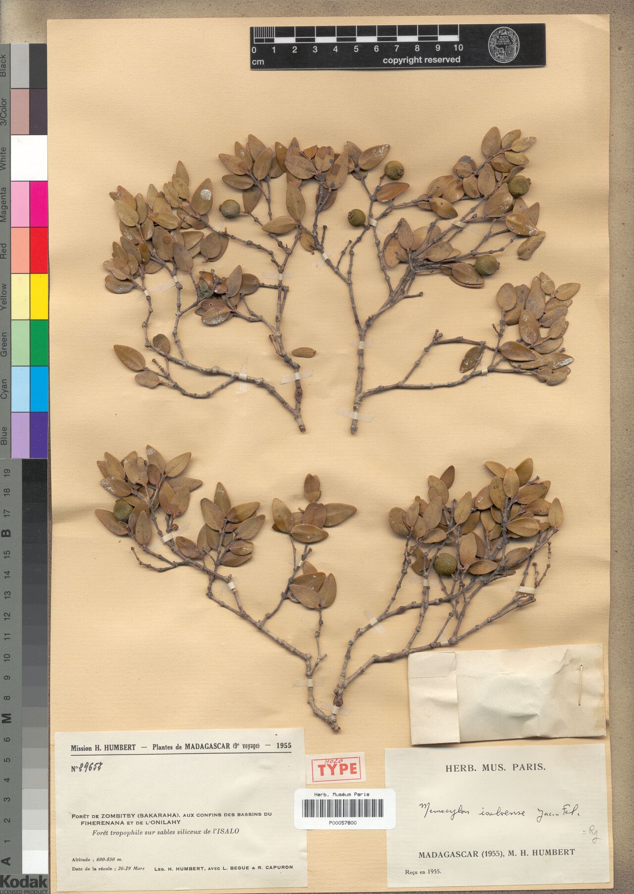 Memecylon isaloense — houseplant care guide