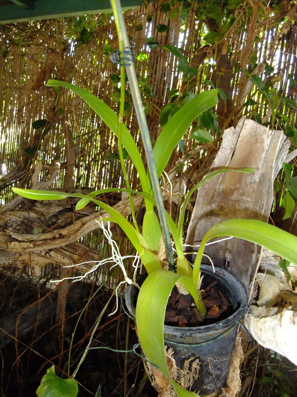 Gomesa flexuosa habit