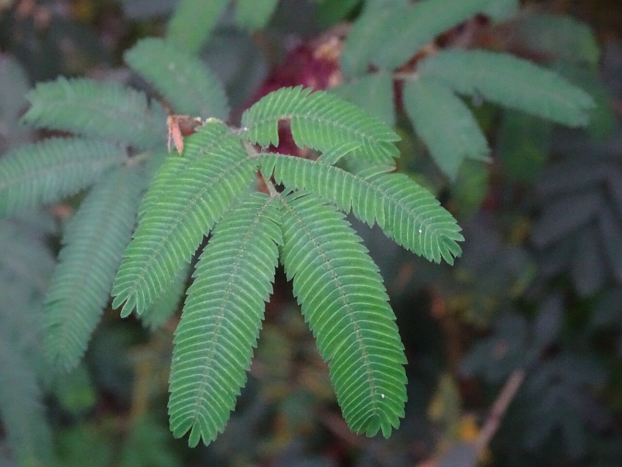 Calliandra tweedii — houseplant care guide
