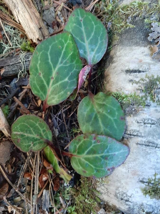 Pyrola picta leaf