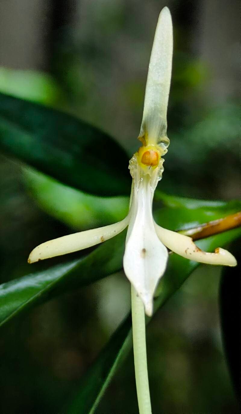 Jumellea recurva flower