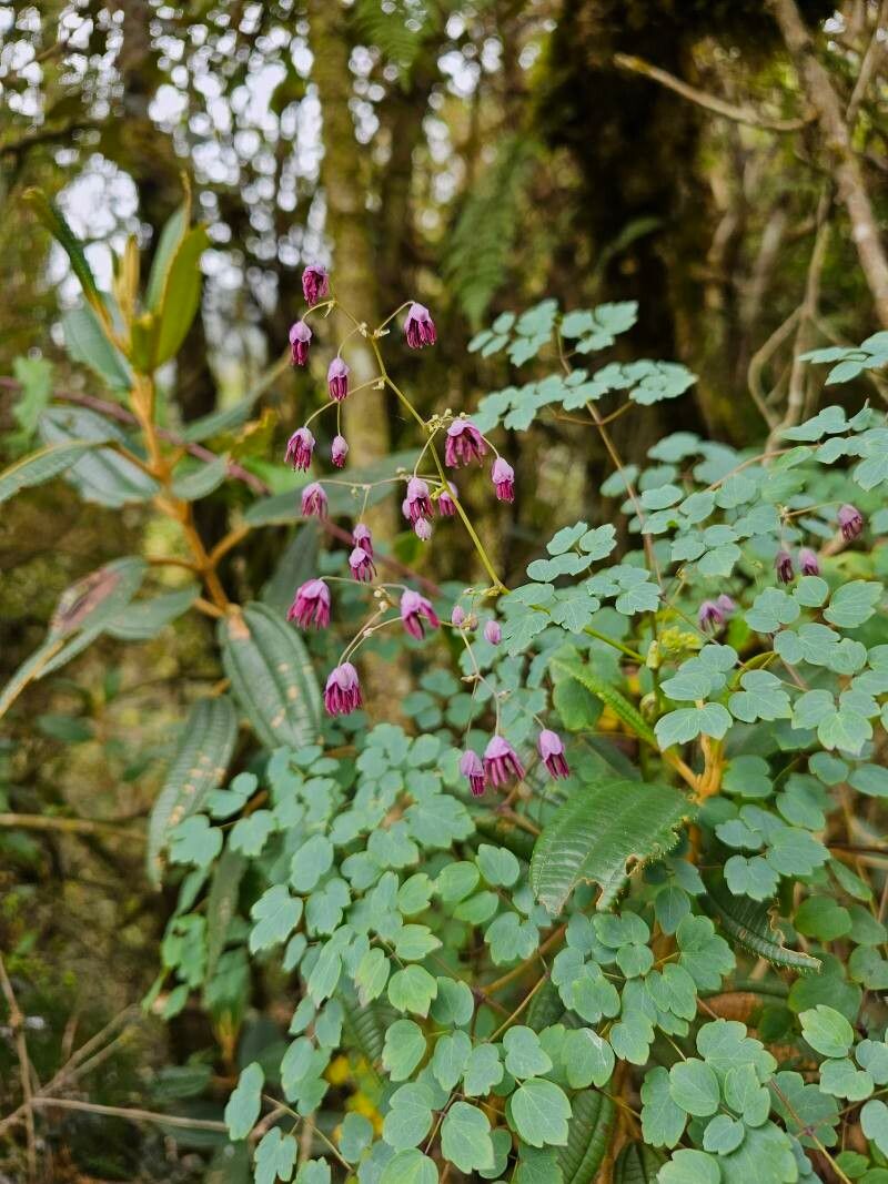 Thalictrum podocarpum — houseplant care guide
