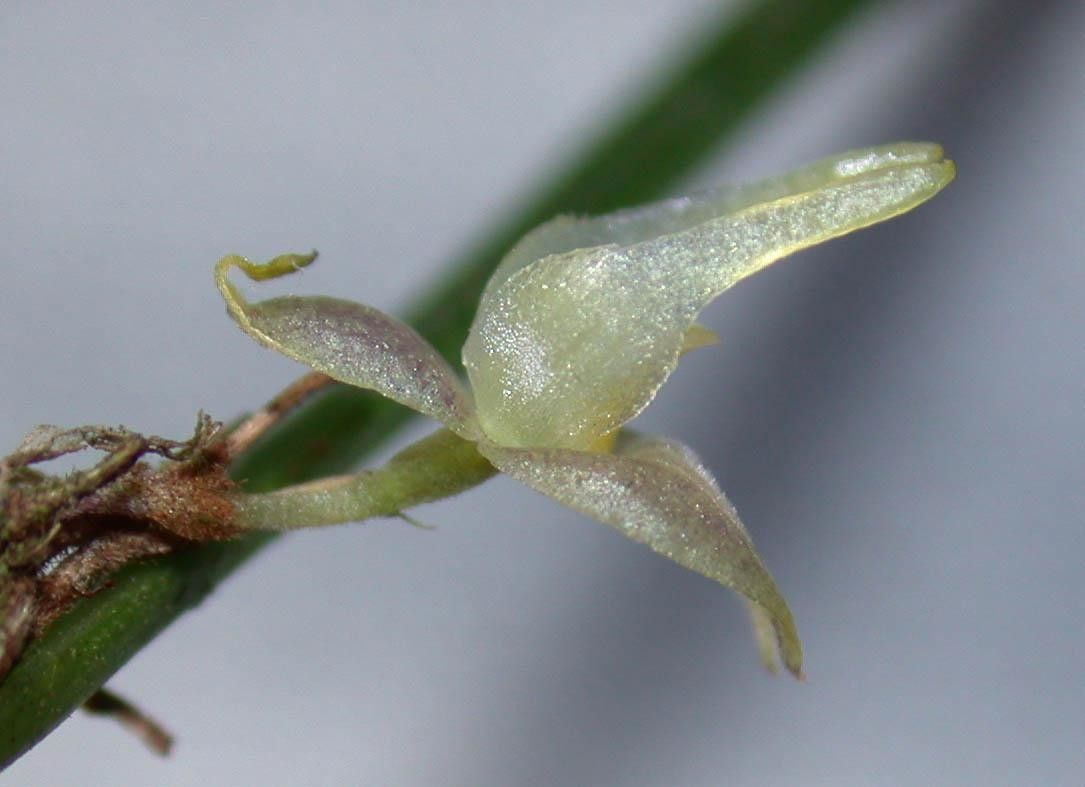 Myoxanthus sotoanus — houseplant care guide