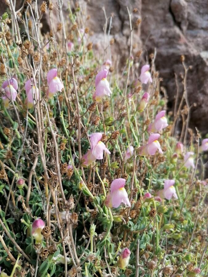 Antirrhinum charidemi flower