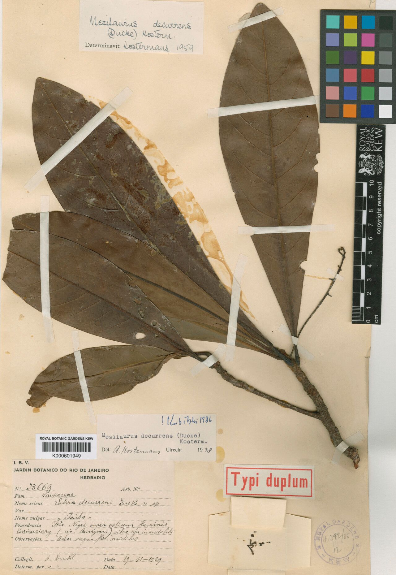 Mezilaurus decurrens — related species from the same genus